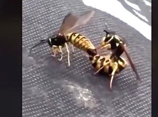 Wasp clapping cheeks...